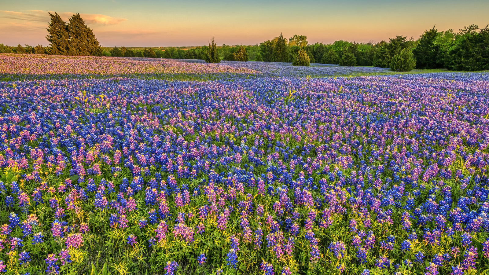 Texas Bluebonnets in Hill Country Texas
